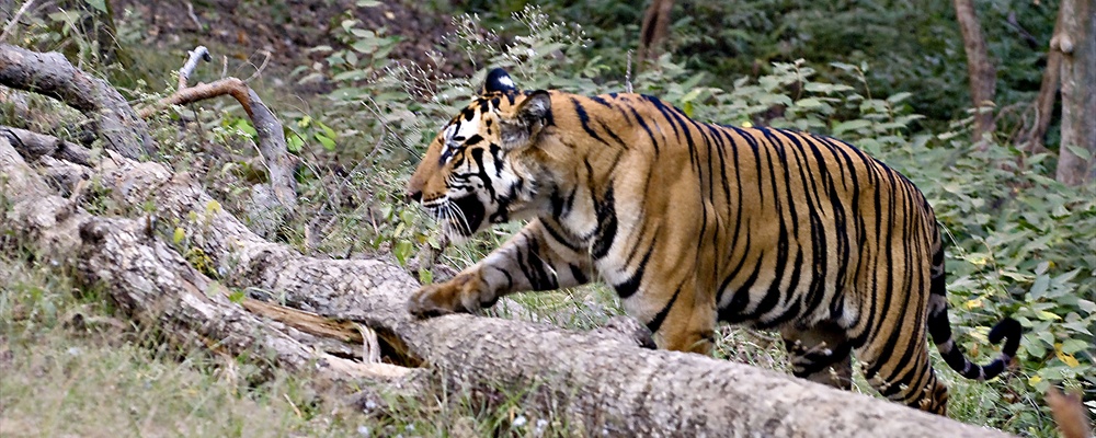 Bandhavgarh National Park